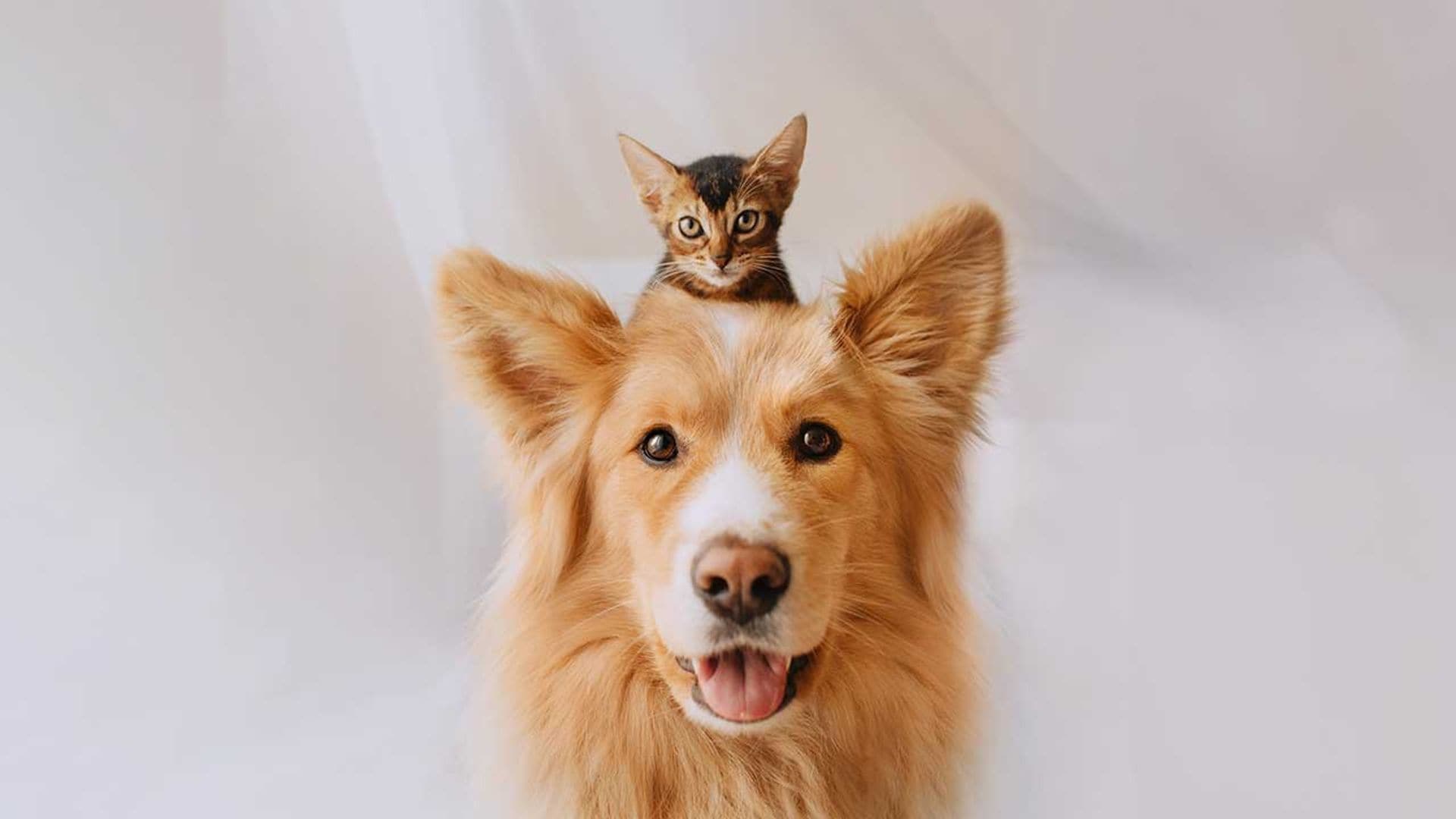 Alergias: consejos para que tu perro o gato sufra lo menos posible esta primavera