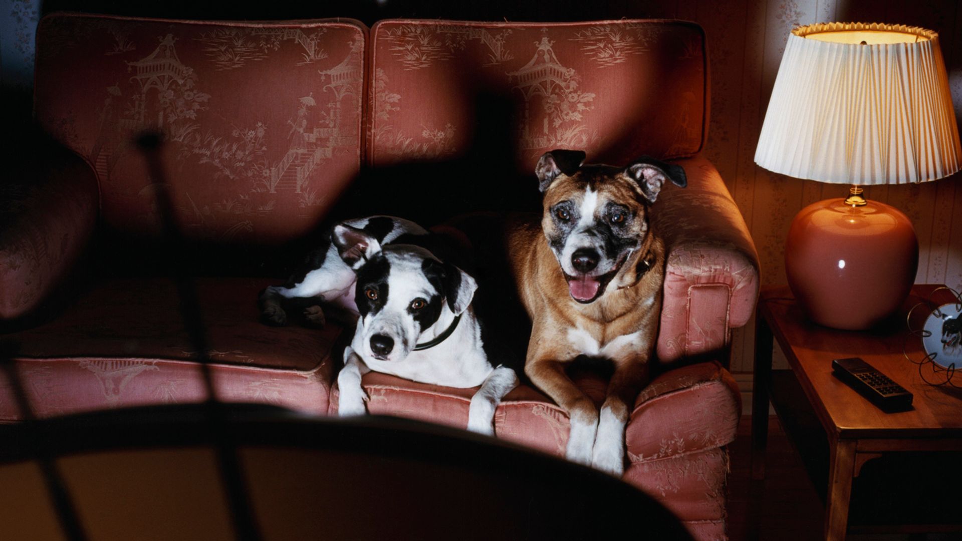 Lo que tu perro ve cuando mira la tele no es lo que imaginas (y la ciencia lo explica)