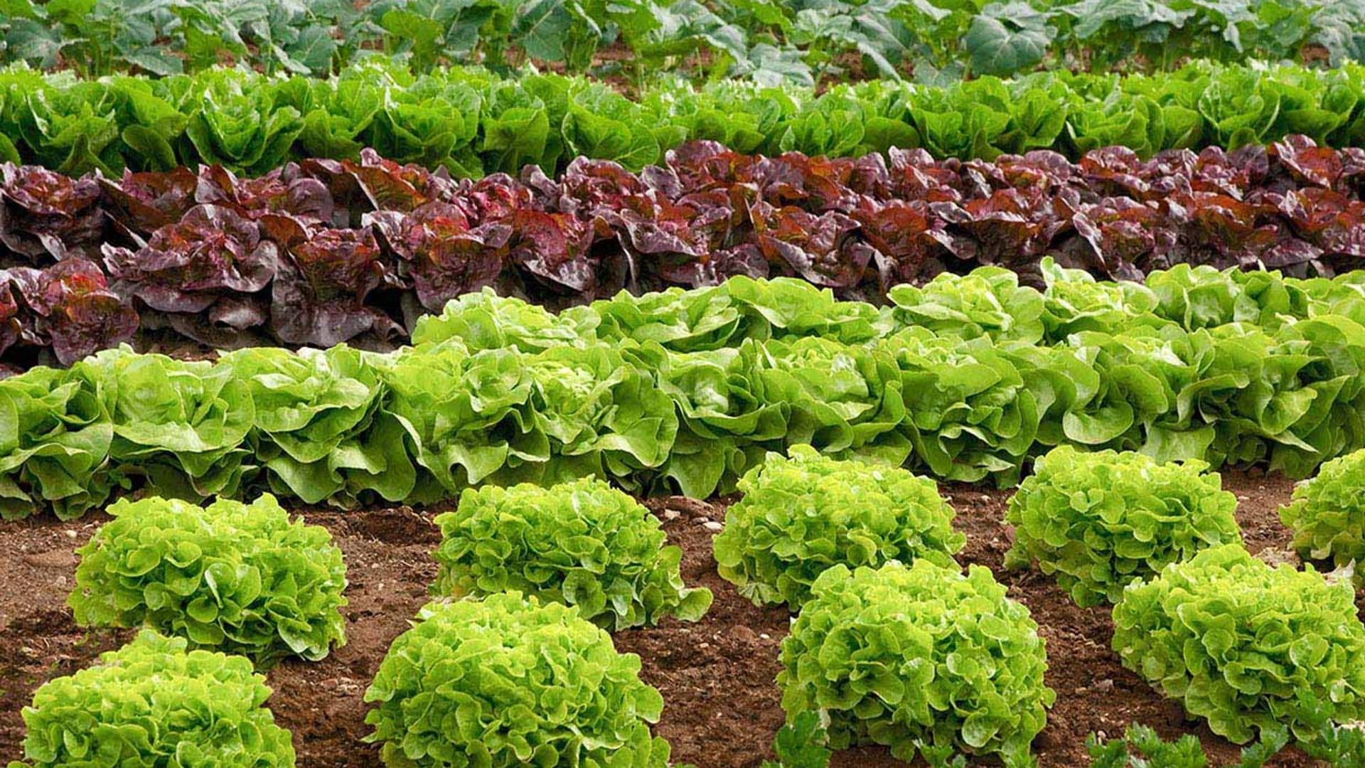 Descubre cómo puedes cultivar un huerto más ecológico y sostenible