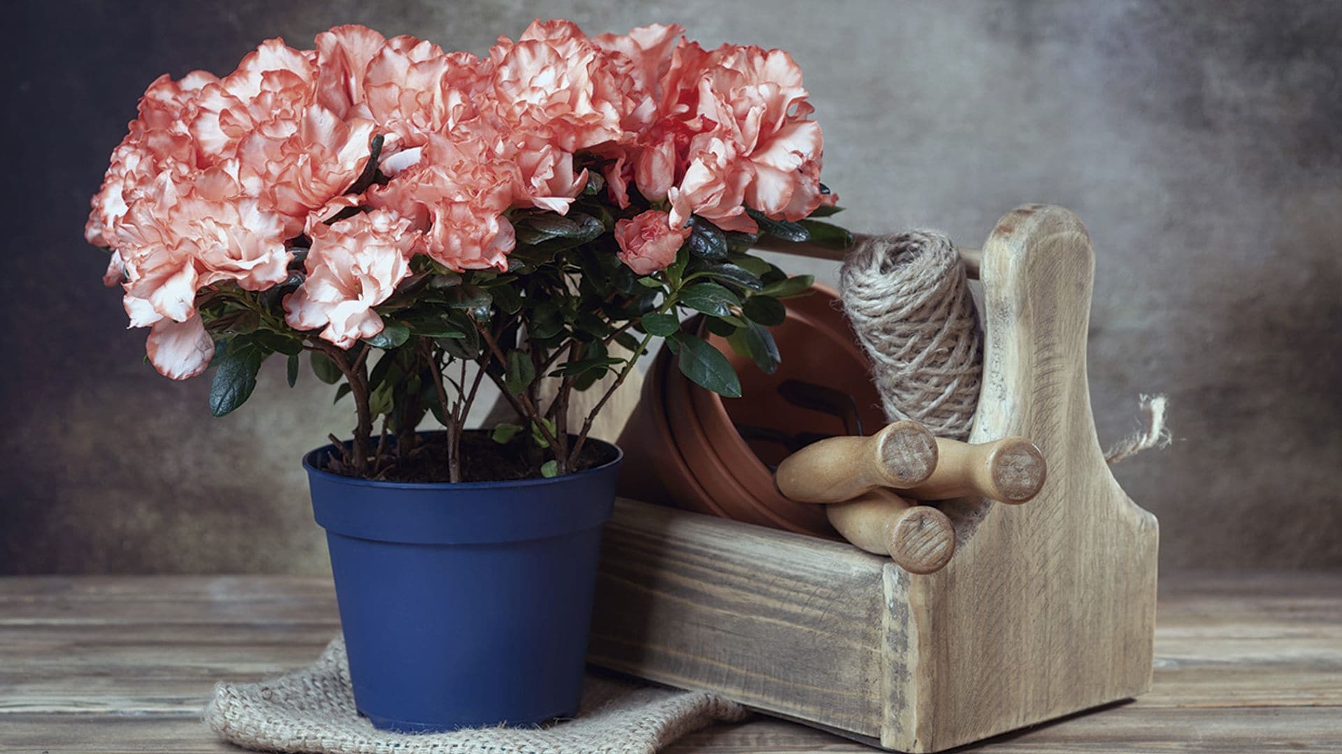 Cómo cuidar las azaleas: una flor exigente con una belleza deslumbrante