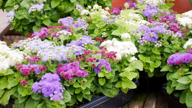 Agérato o damasquino ('Ageratum houstonianum') de colores distintos