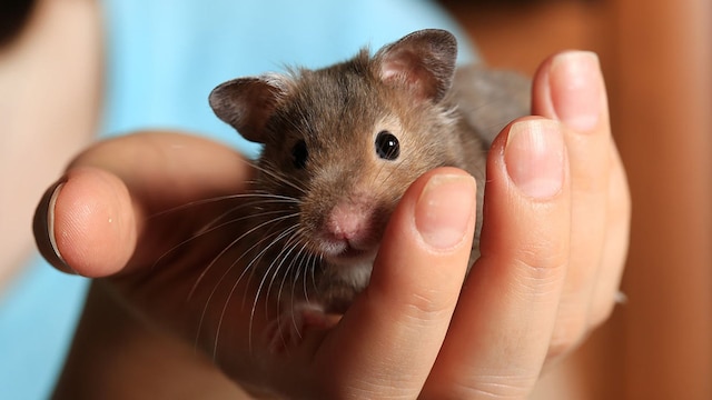 mordedura hamster motivos peligrosos
