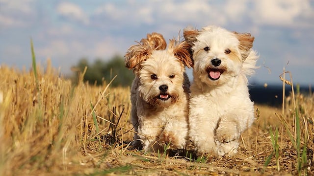 amistadperros