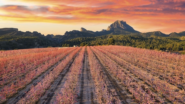 Floración de los melocotoneros de Cieza, Murcia