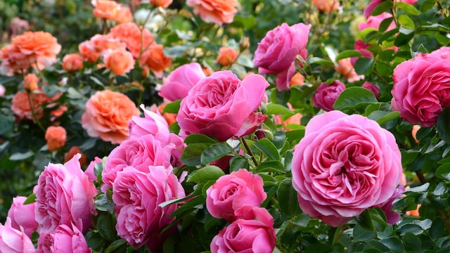 Rosas en un jardín de color rosa y naranja