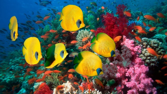Peces y corales tropicales