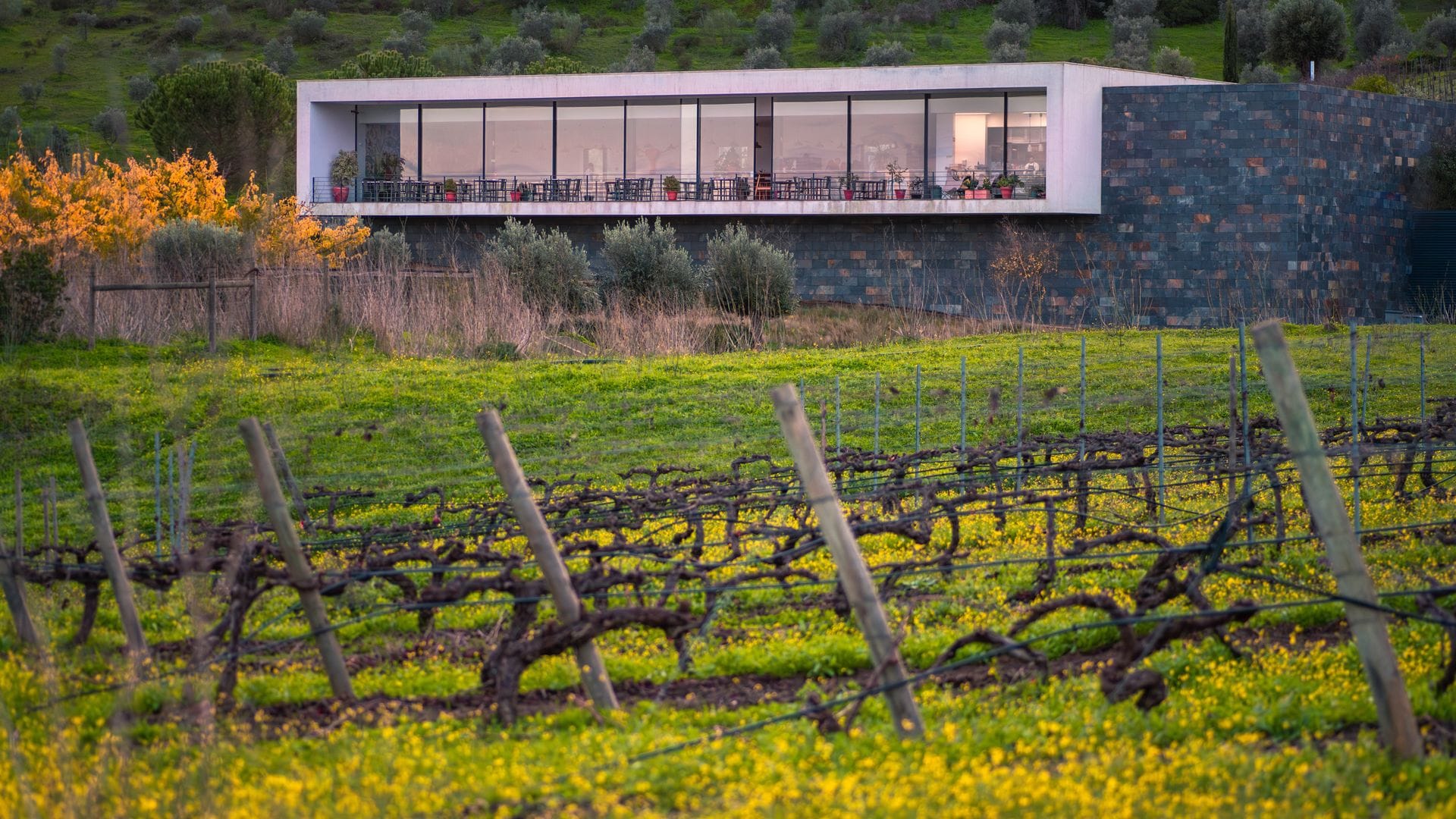 Alentejo entre viñedos, Portugal