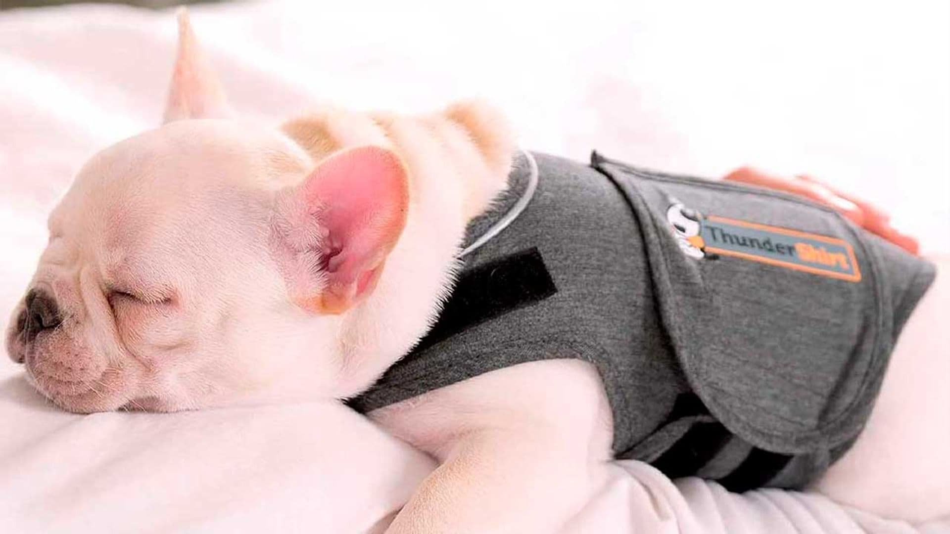 El producto para tu mascota que triunfa en Amazon y que no sabías que necesitabas