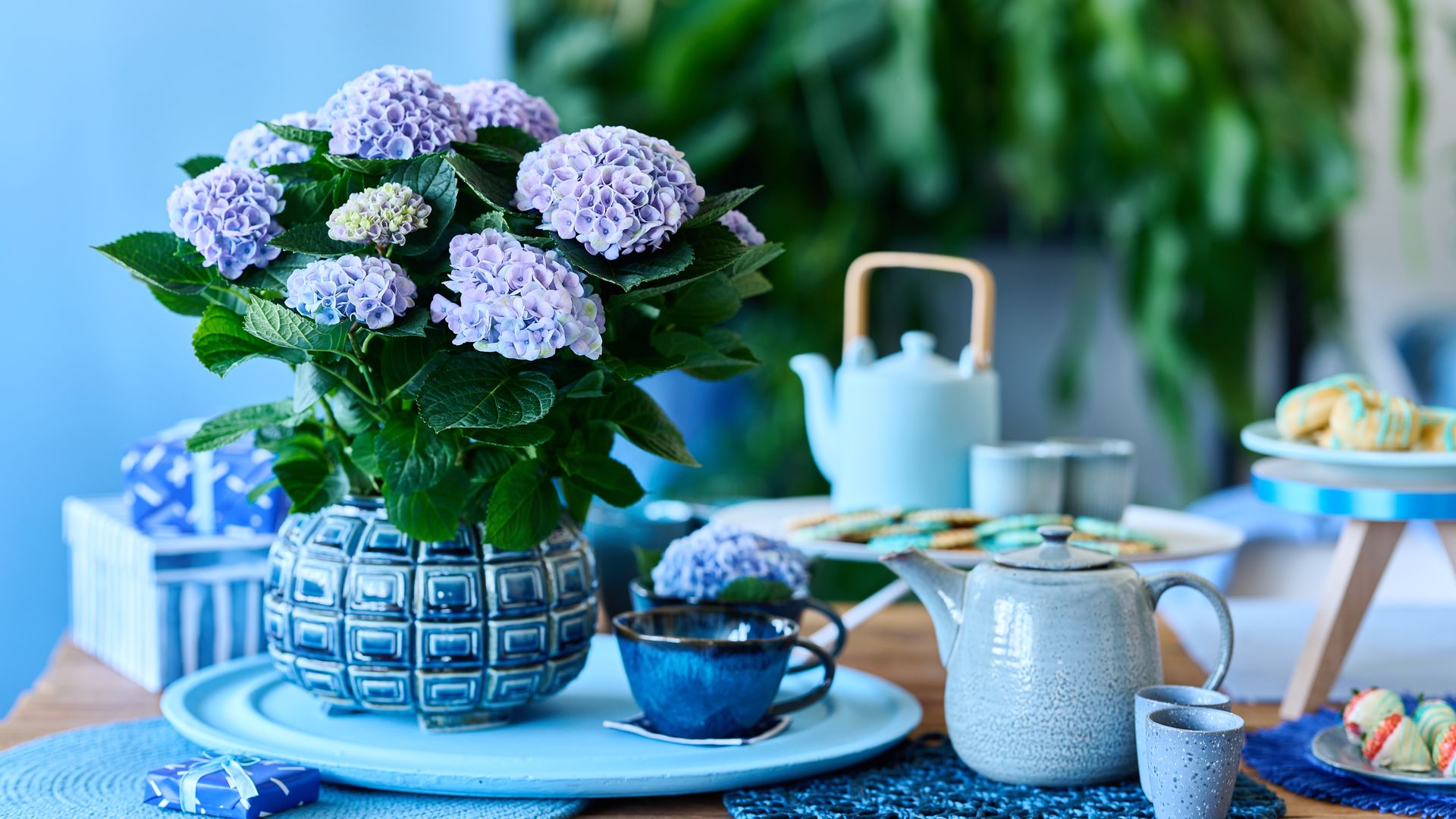 Hortensia de color azul con maceta azul sobre una mesa con paltos y tazas de desayuno azules 