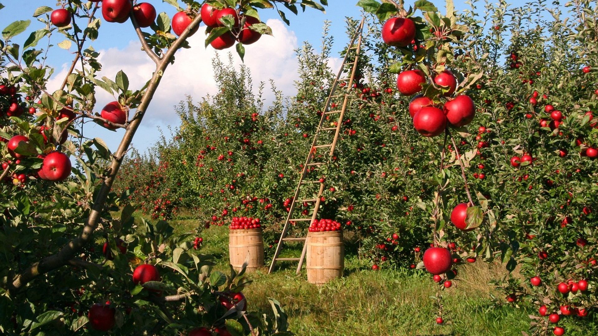 Cómo plantar tus árboles frutales antes de que acabe el invierno y disfrutar de ellos en primavera: 10 consejos sencillos