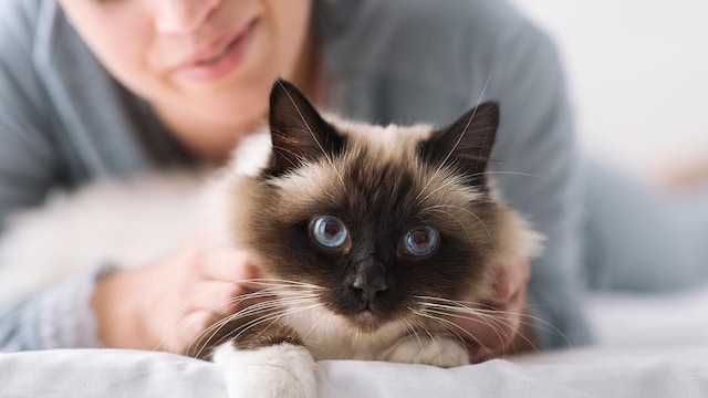 gatoscostumbres
