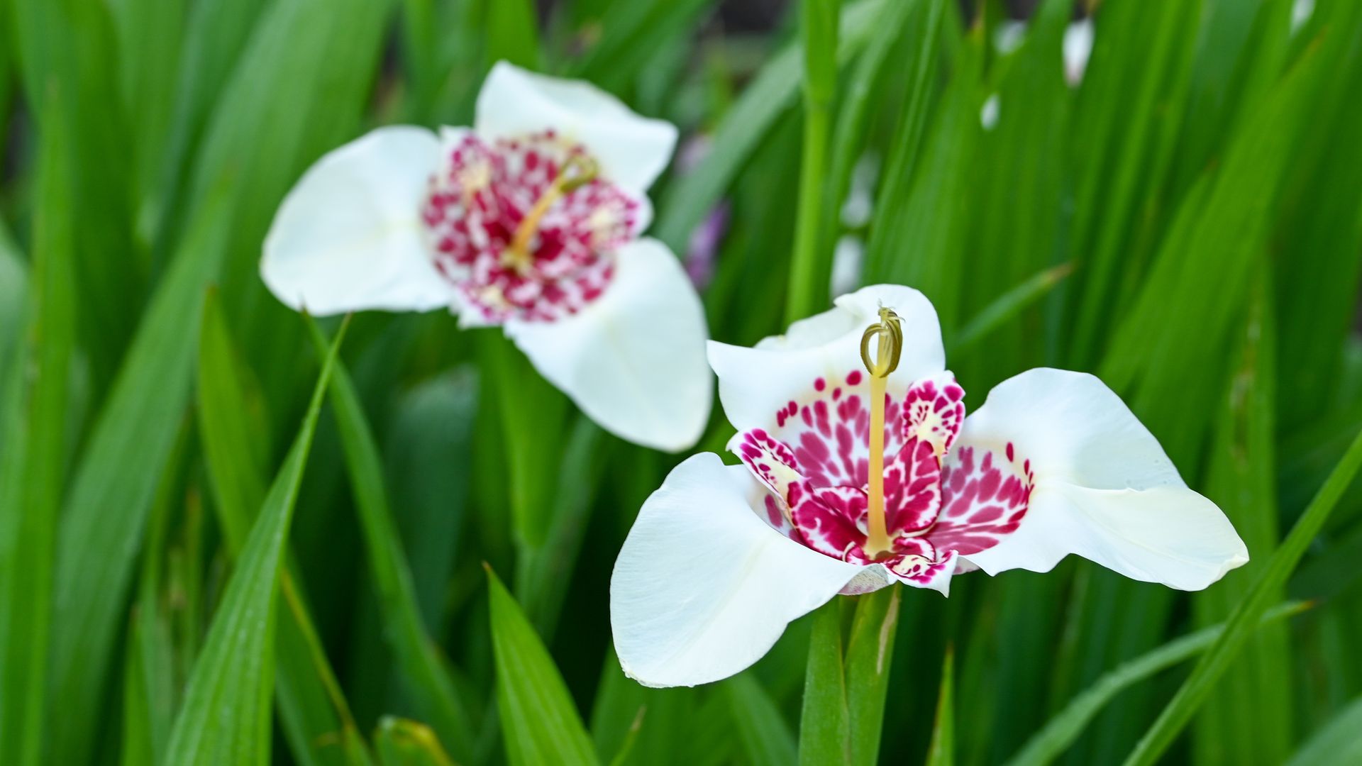 Tigridia: la flor efímera que embellece tu jardín con muy poco esfuerzo