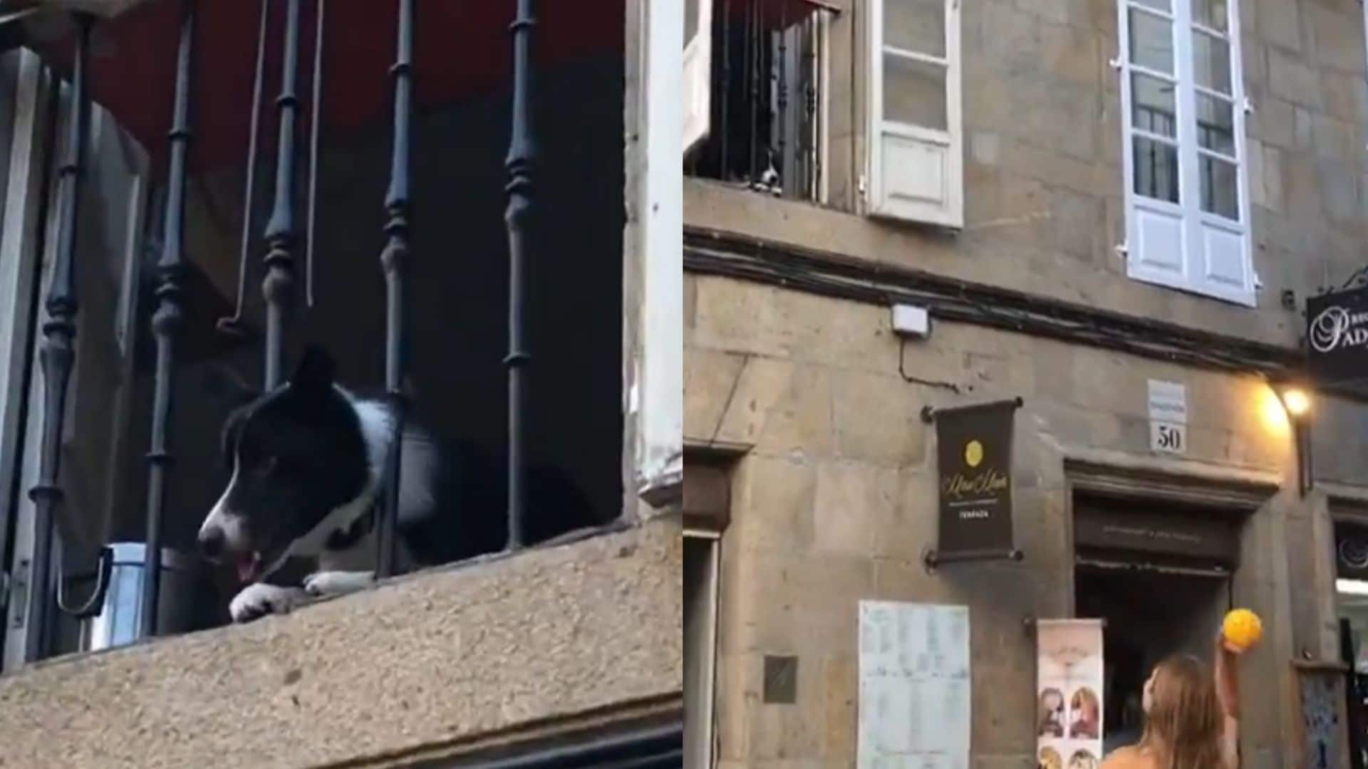 Border Collie esperando al lanzamiento de pelota desde el balcón de su casa 