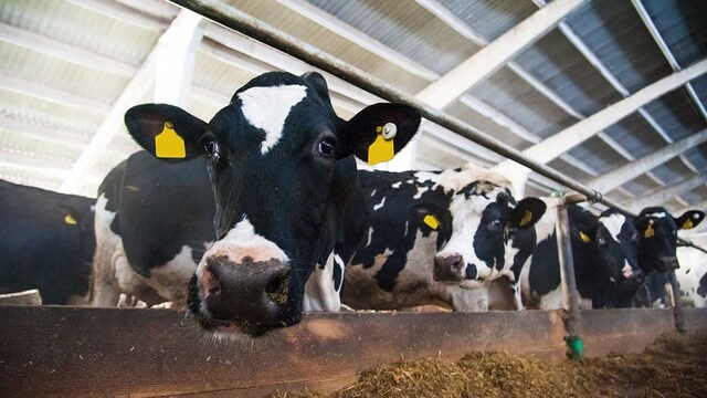 preocupa cambio climatico carne