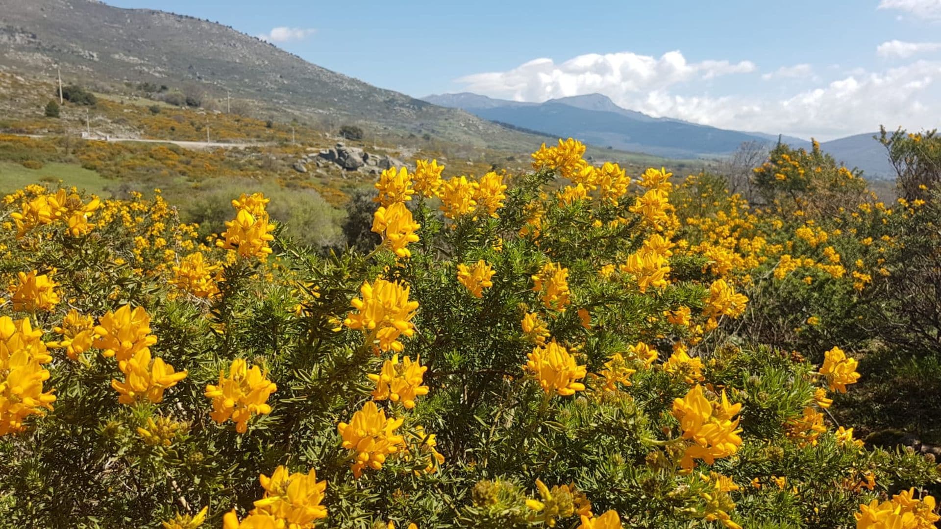 Espectáculo de la floración del Cambroño en la sierra de Guadarrama, Madrid