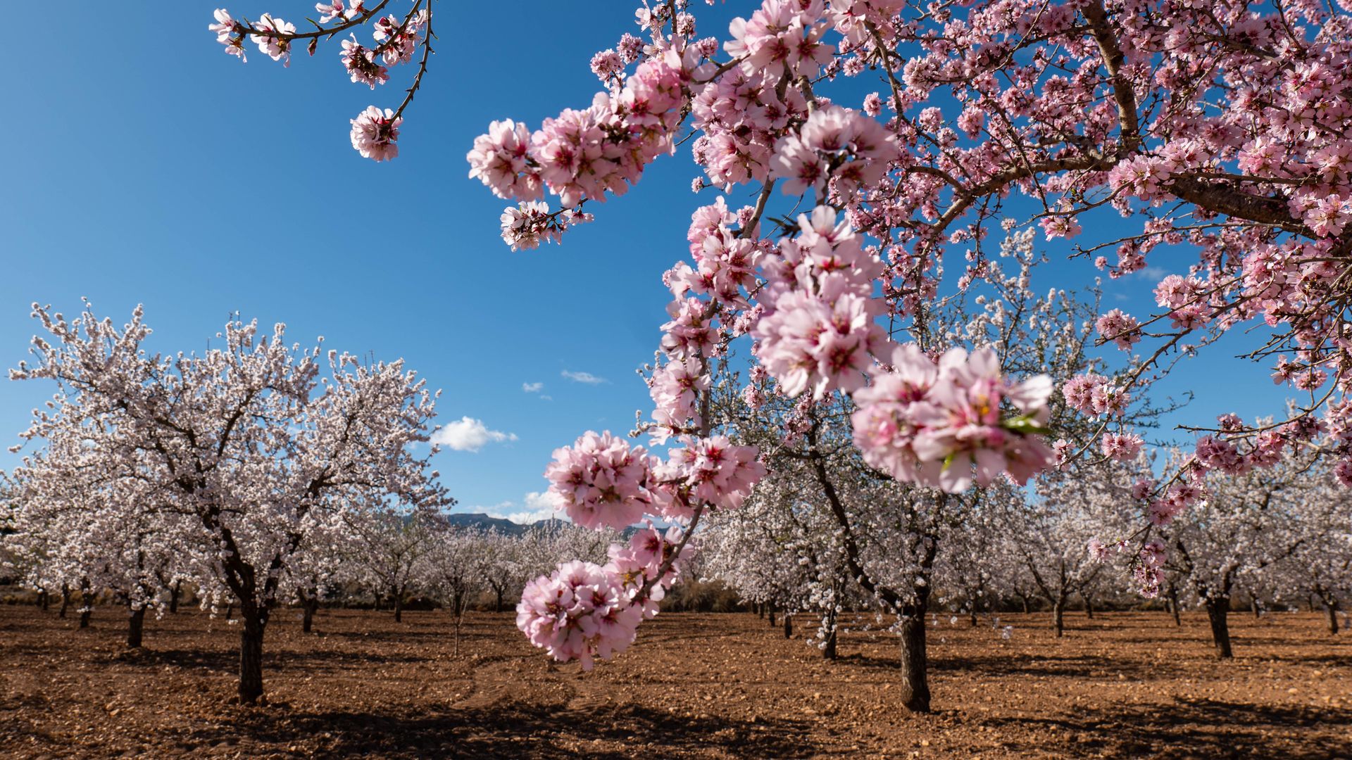 Almendros en flor en Mula, Murcia