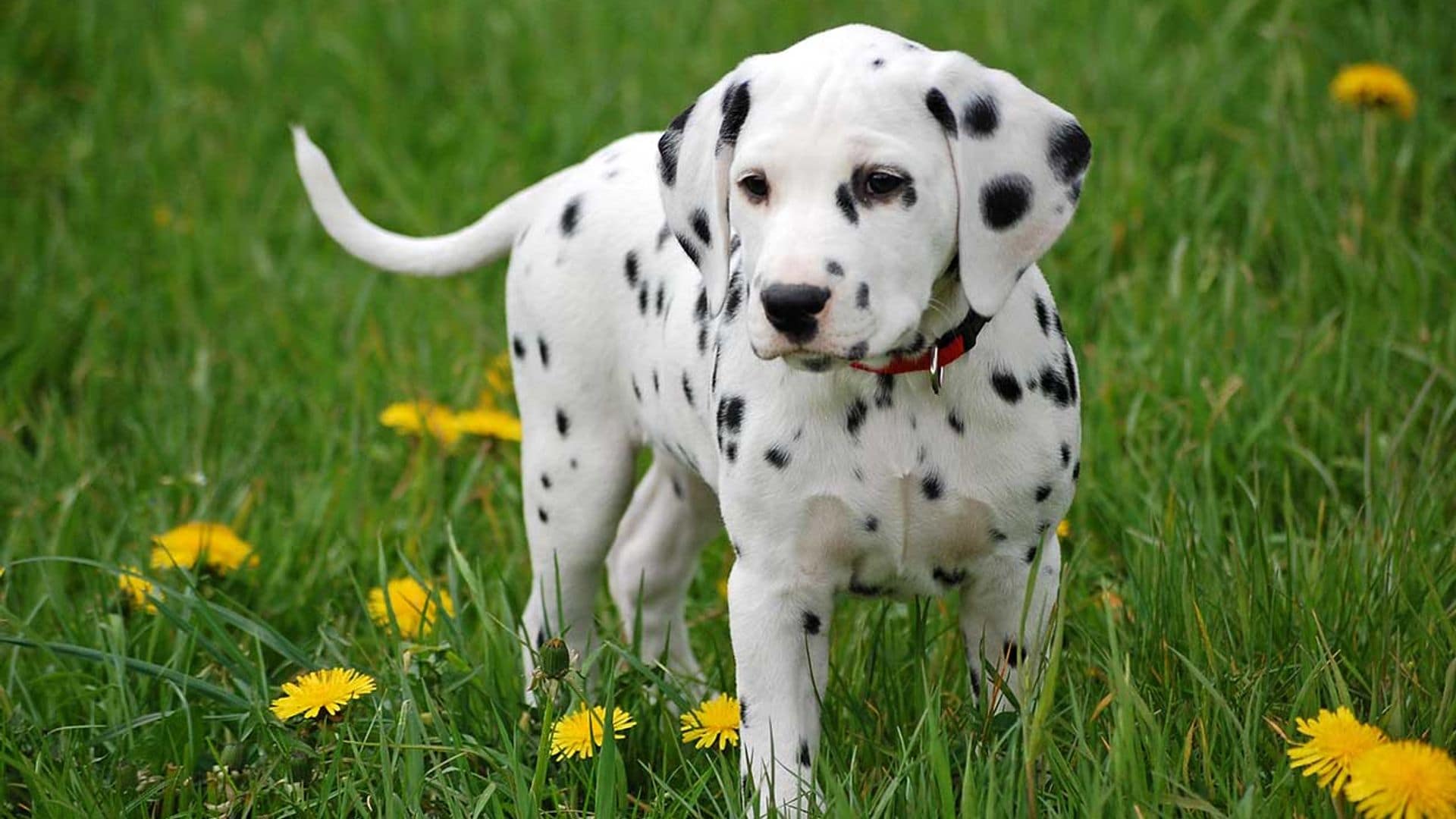 El dálmata, un perro alegre, cariñoso y con una energía inagotable