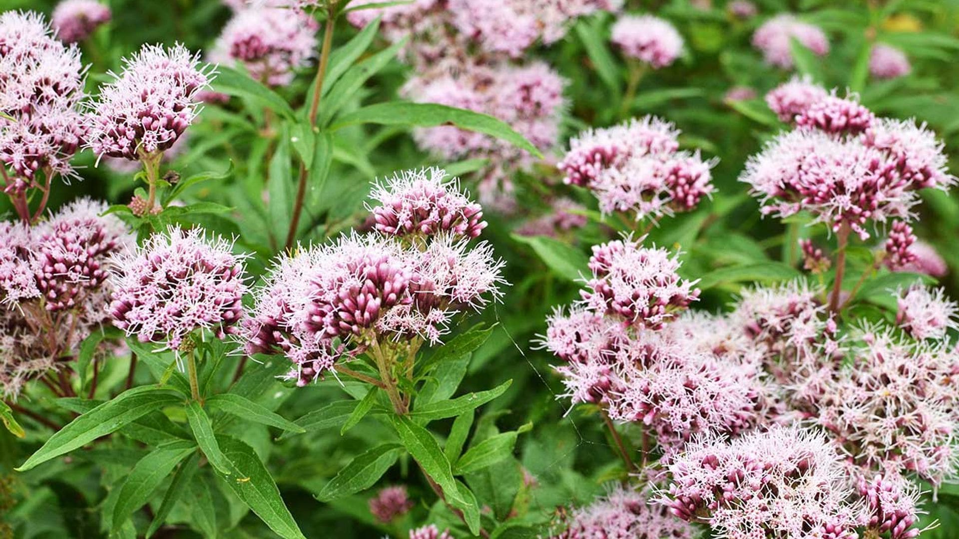 Te contamos todo lo que debes saber de la valeriana, un sedante natural