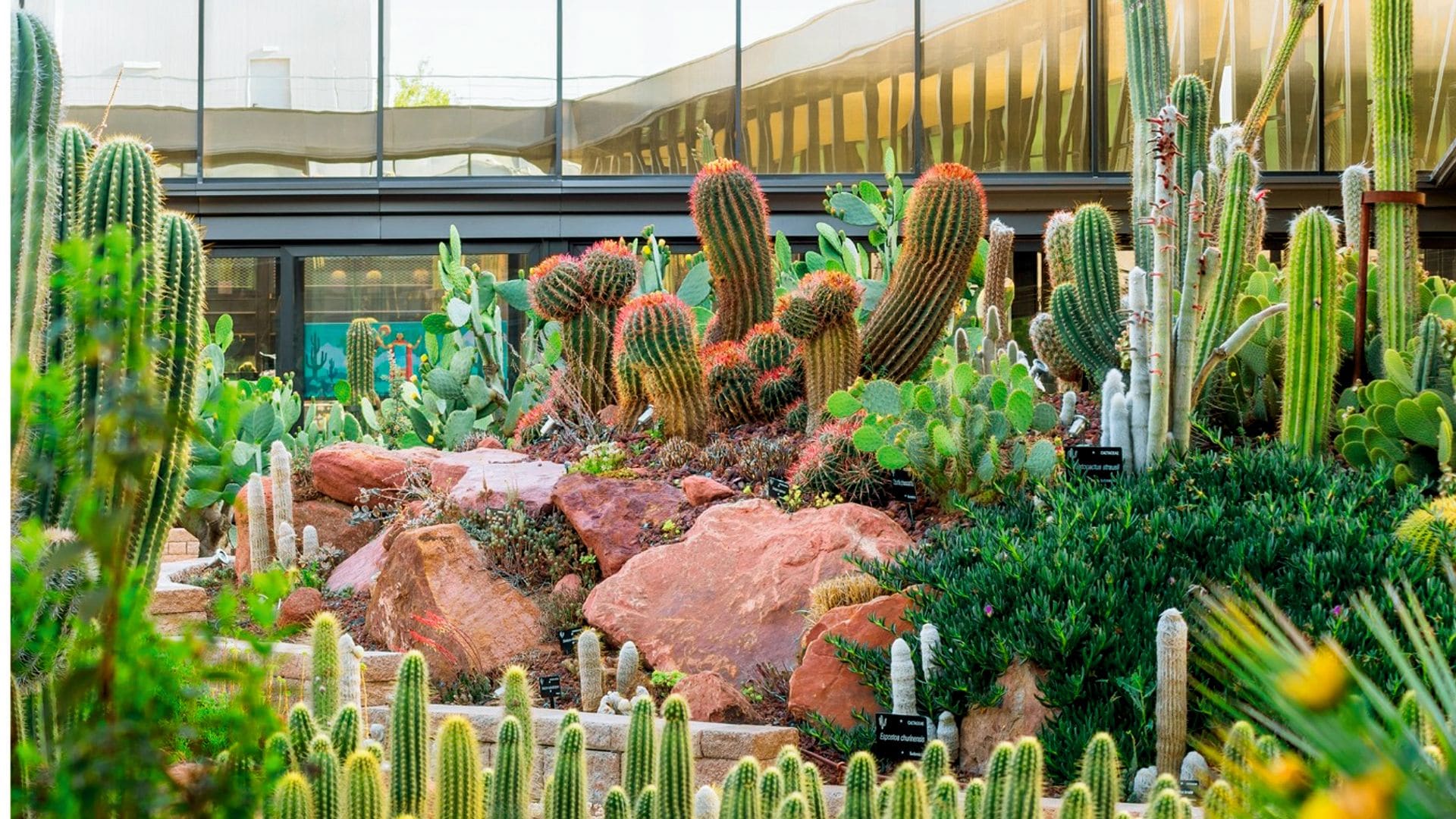 Explorar el desierto y cactus en Desert City Madrid