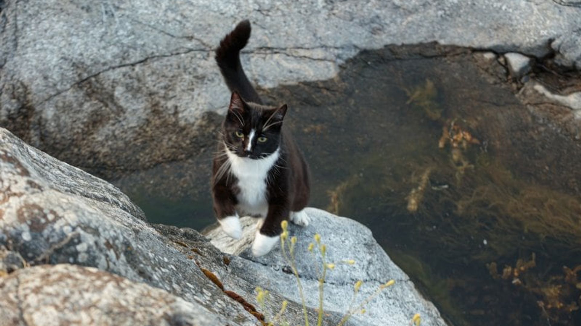 El gato que salvó a un turista perdido en las montañas y lo ayudó a encontrar el camino de regreso a su hotel