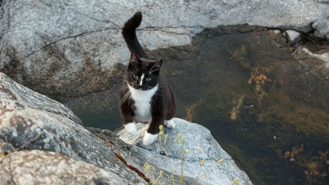 gato t