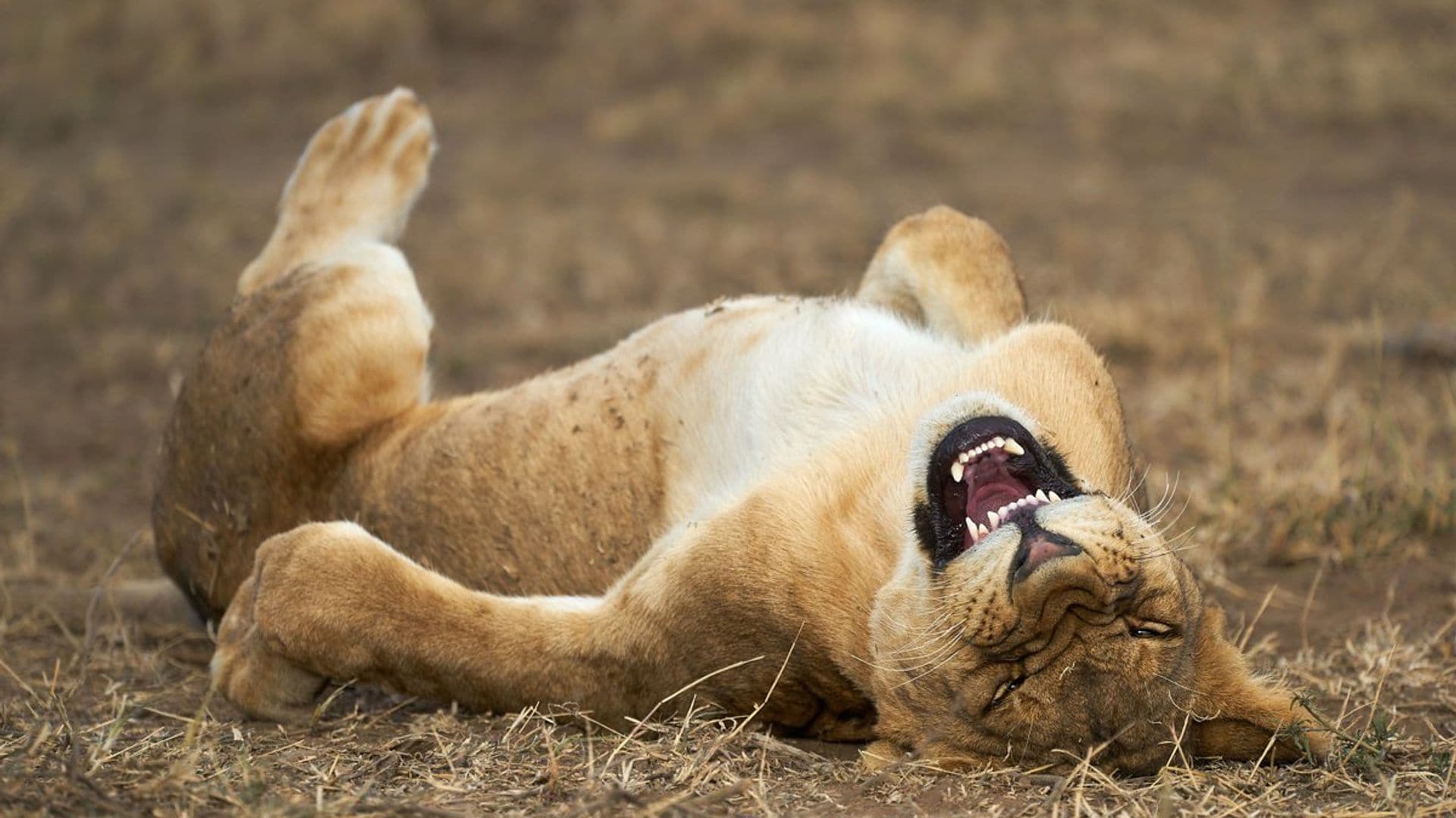 Imágenes de animales muy divertidas con las que tus hijos aprenderán a amar la naturaleza