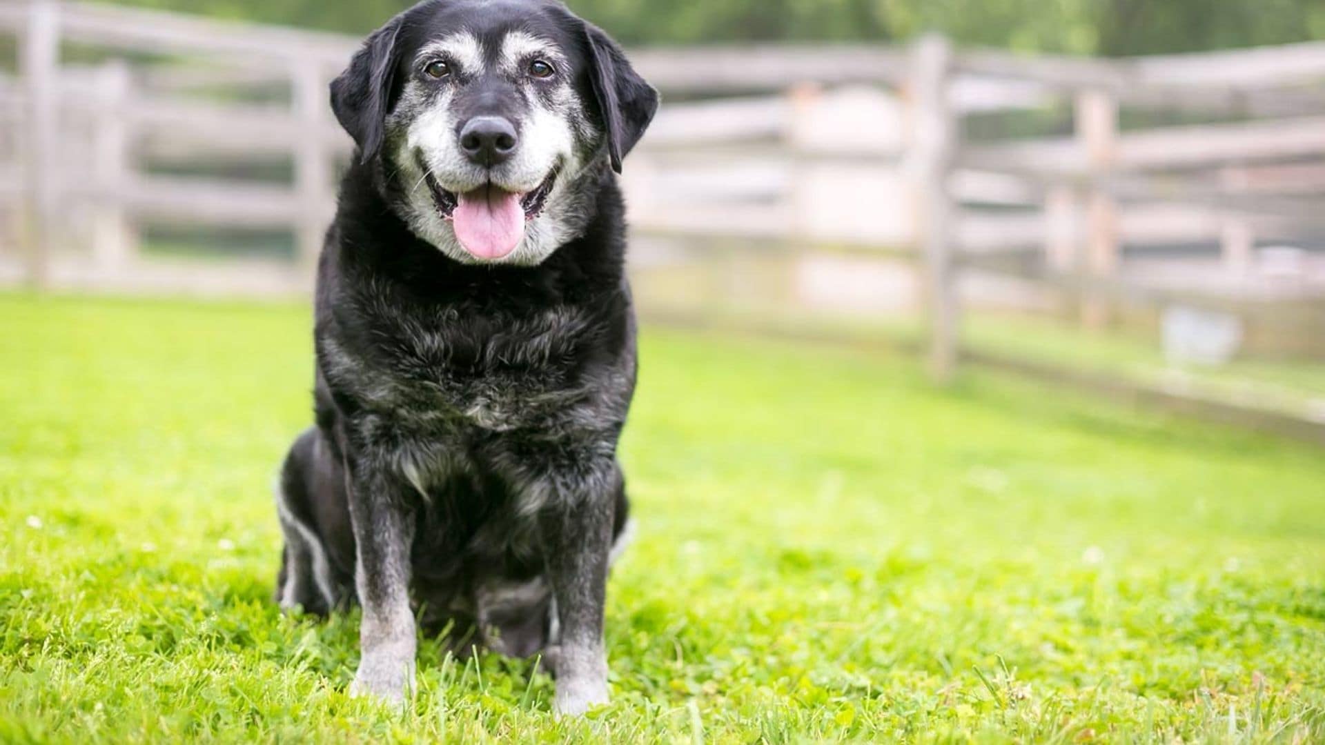 ¿Qué señales te indican que tu perro se hace mayor?