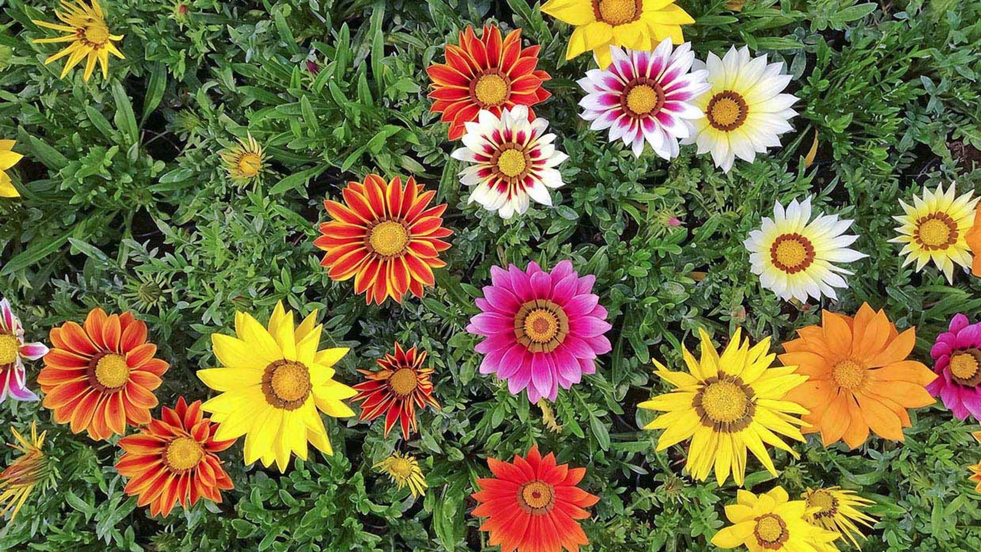 La gazania, una planta de bellísima floración perfecta para climas calurosos