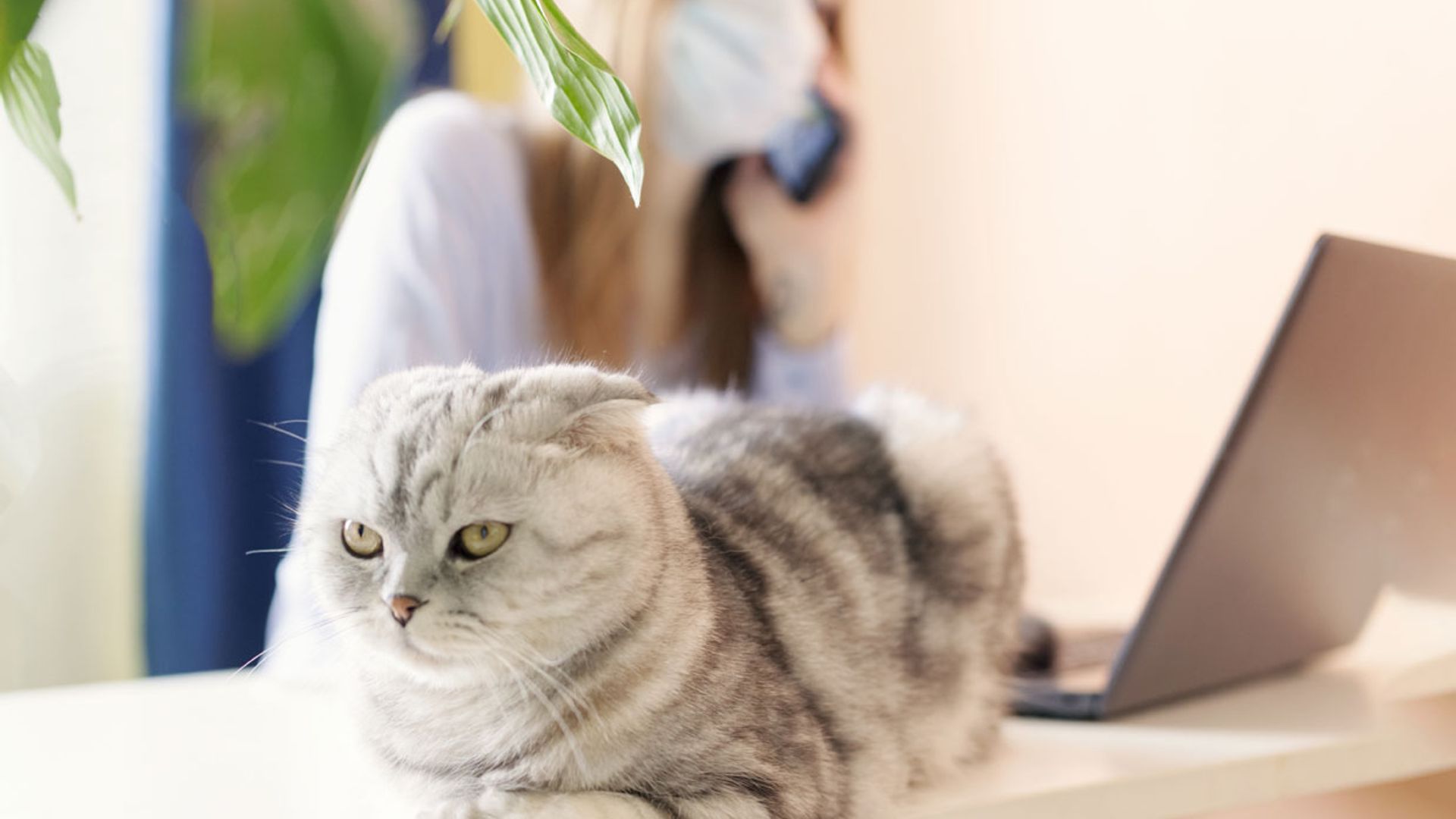 ¿Puede mi gato tener coronavirus y enfermar?
