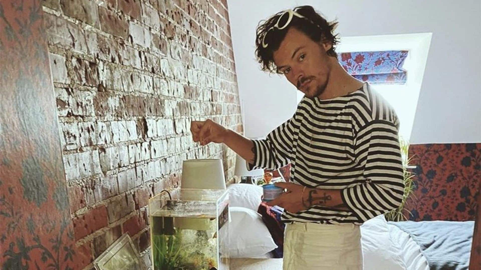 ¡Harry Styles en apuros! El motivo por el que ha dado de comer al pez de una fan
