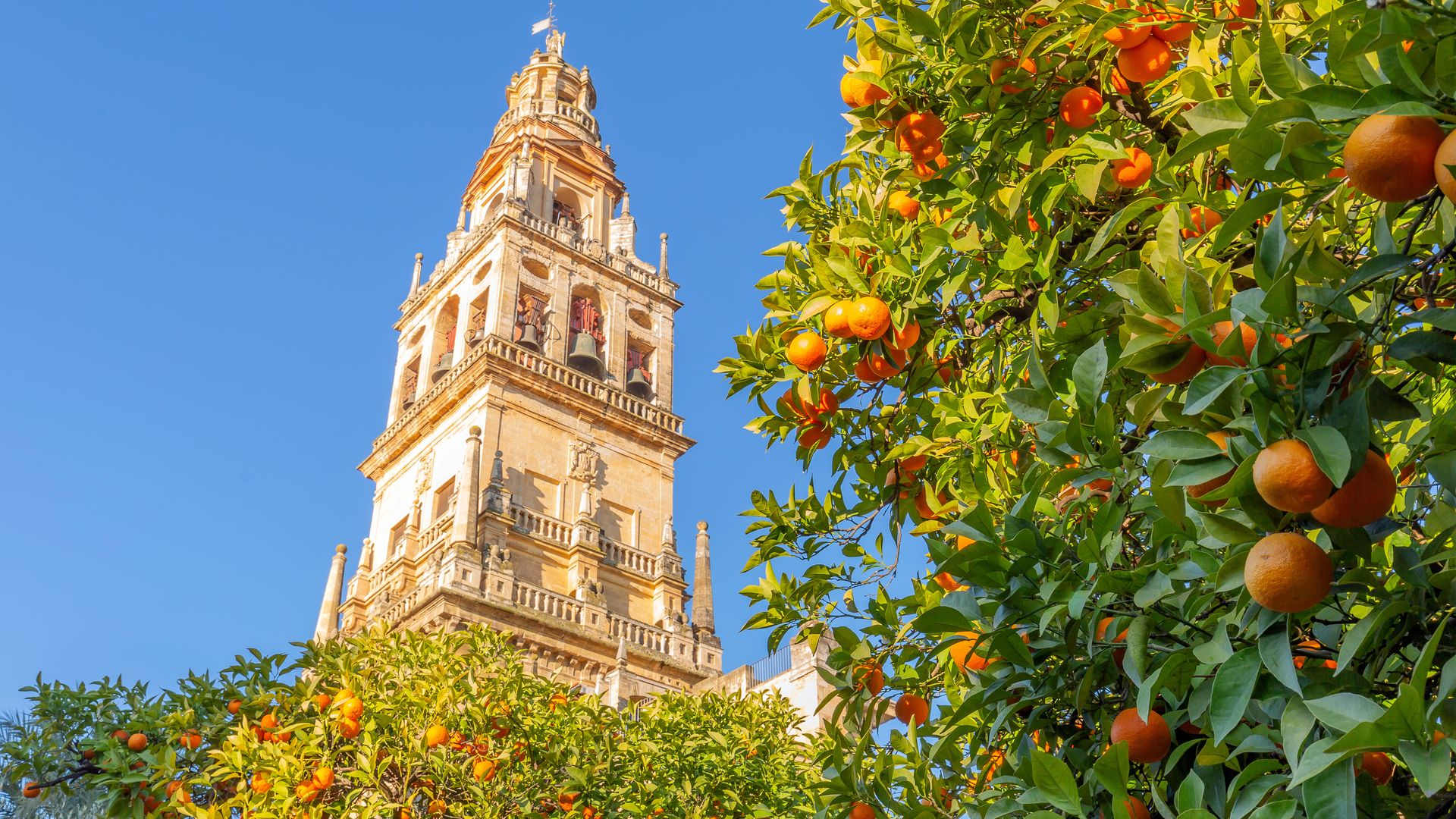 La Giralda de Sevilla rodeada de naranjos.