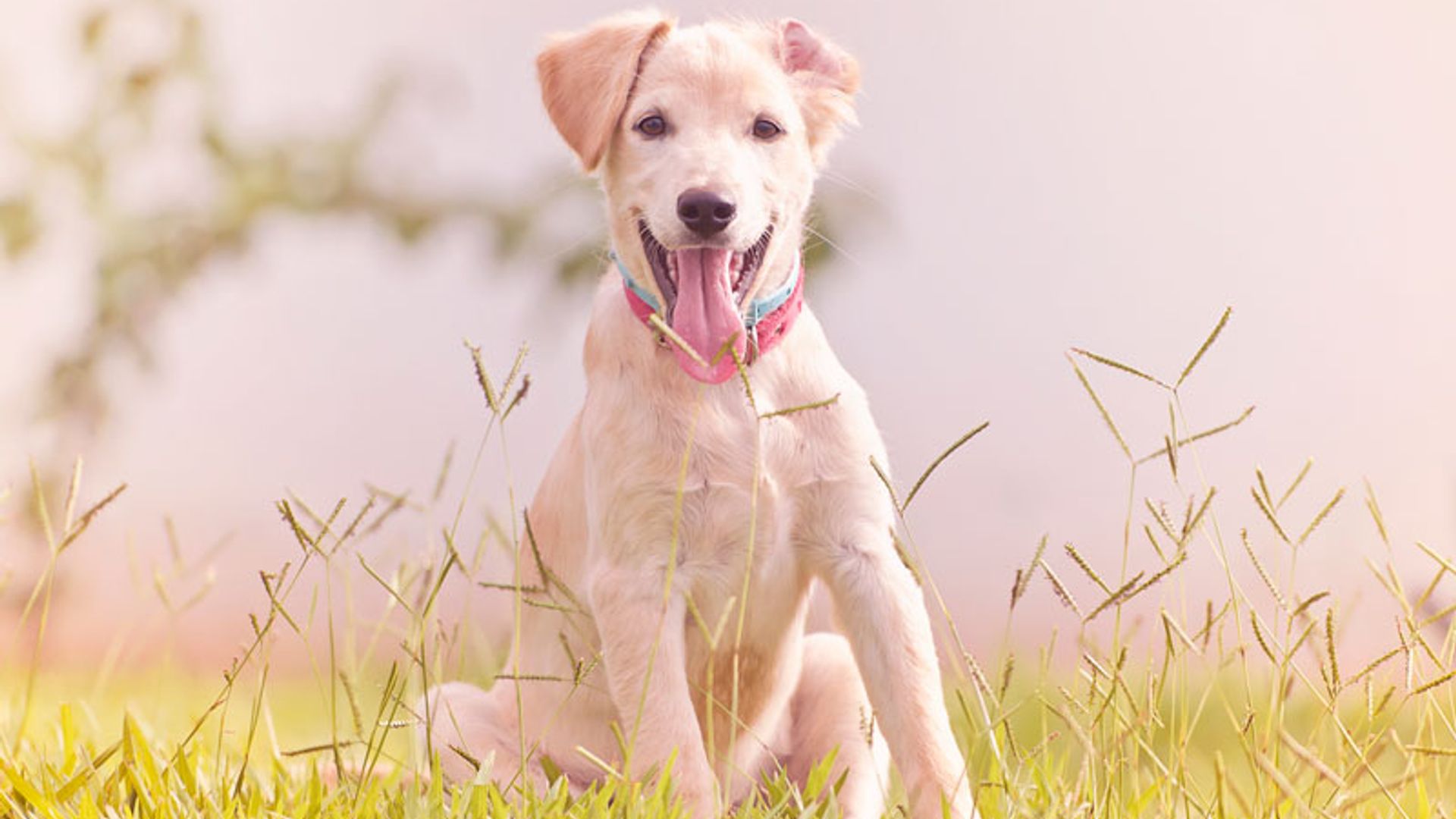 Cómo cuidar la higiene bucal de tu perro para prevenir enfermedades