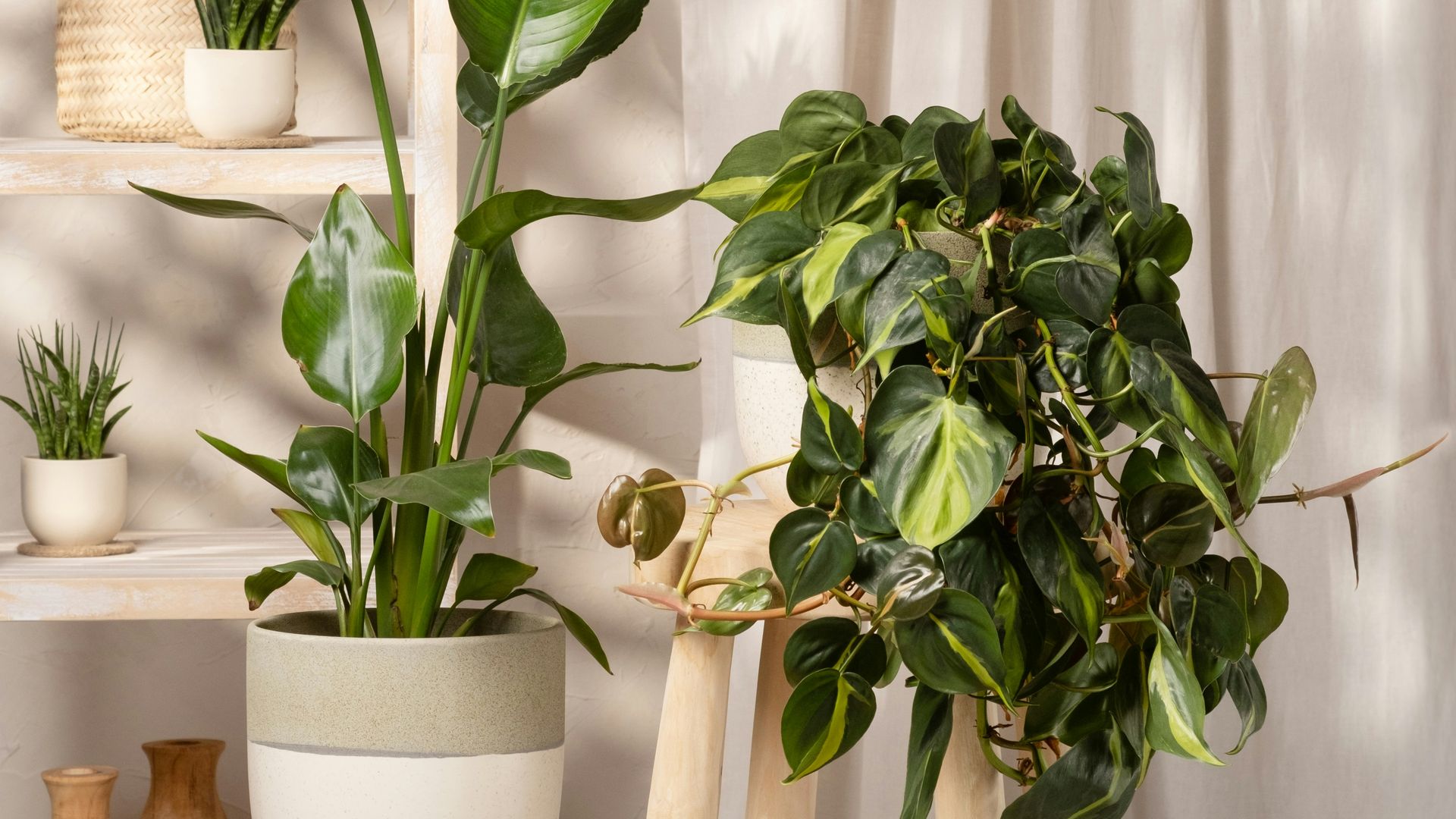 Plantas de interior