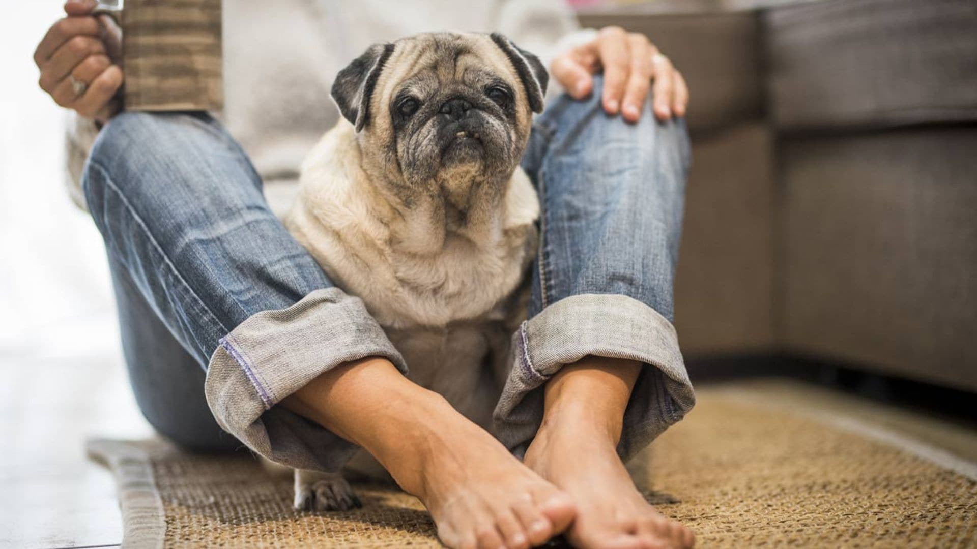 ¿Por qué mi perro se sienta sobre mis pies?