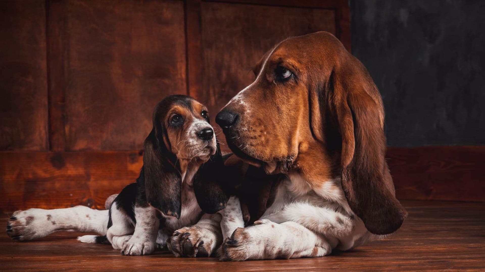 Razas de perro con orejas largas: ¿cómo evitar infecciones?