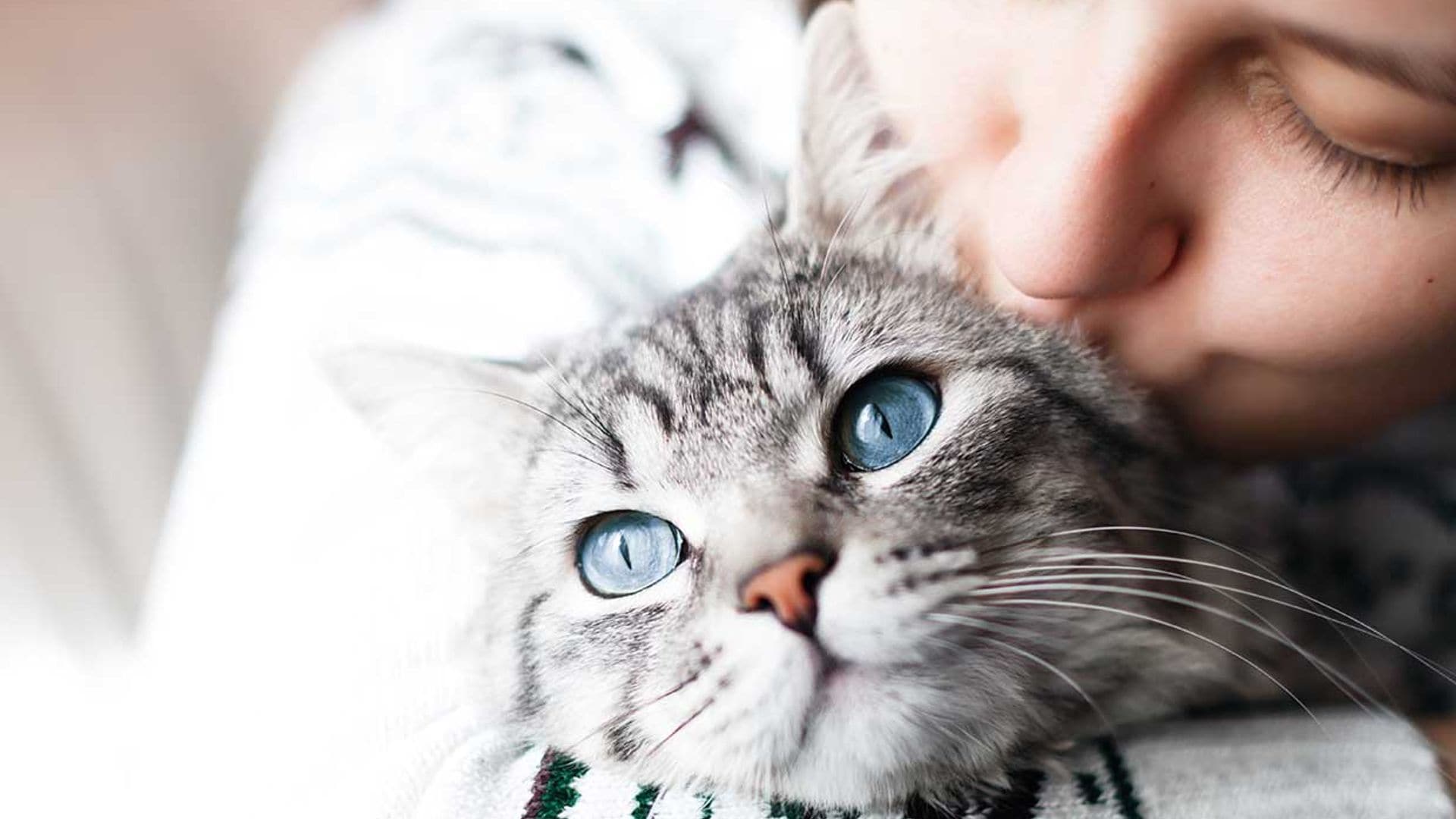 Estas son las razones por las que tu gato puede querer comunicarse contigo