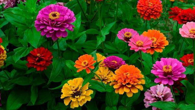 Zinnia
