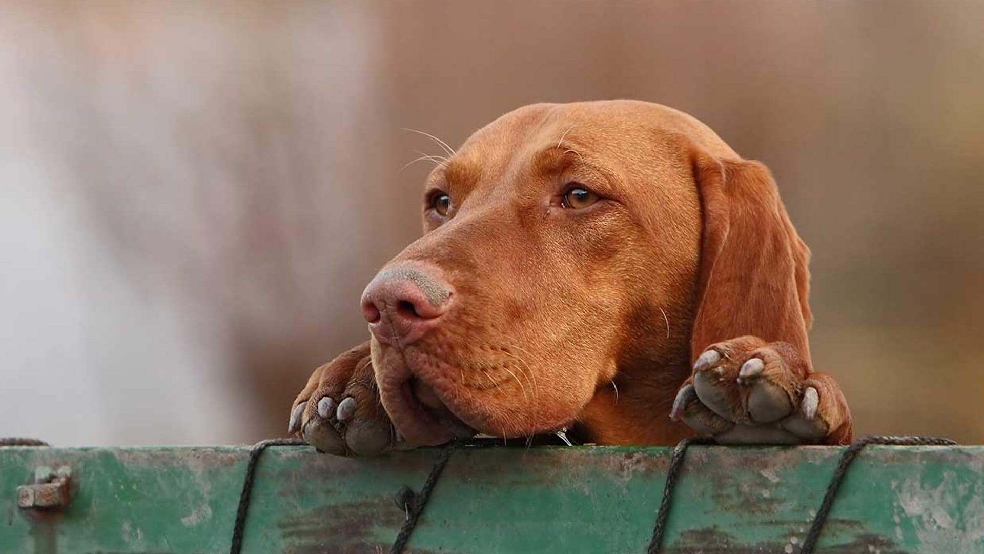 Los refugios de animales, al borde del colapso