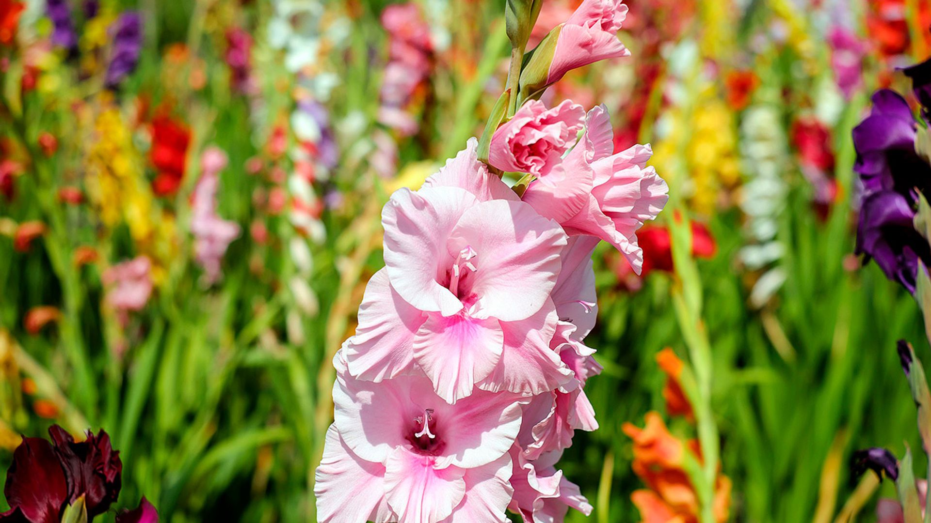Rizomas De Gladiolos - Pack De 5 Unidades | Flores Altas De Colores Vivos | Ideales Para Jardín O Macetas