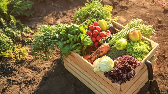 Cestas de verduras en un huerto