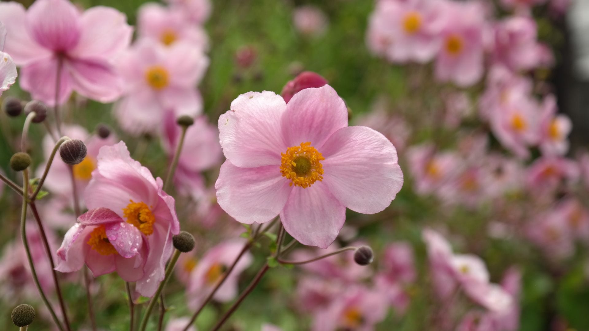 Flores rosas de la anémona de otoño (‘Anemone hupehensis’) 
