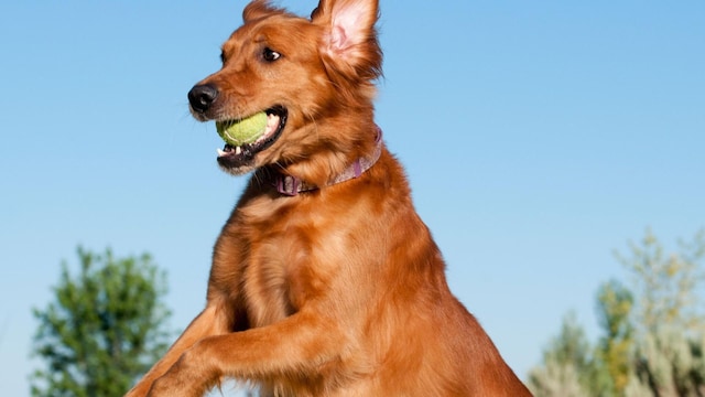 golden retriever