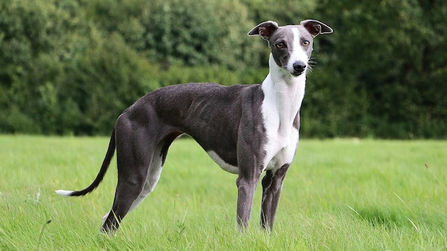 curiosidades raza galgo whippet
