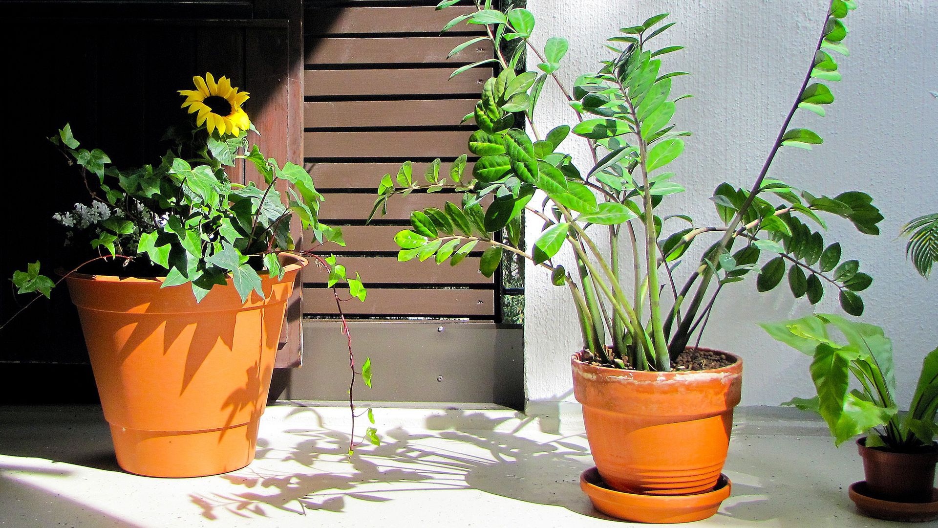 Rincón ventana con maceta de girasoles y zamioculca