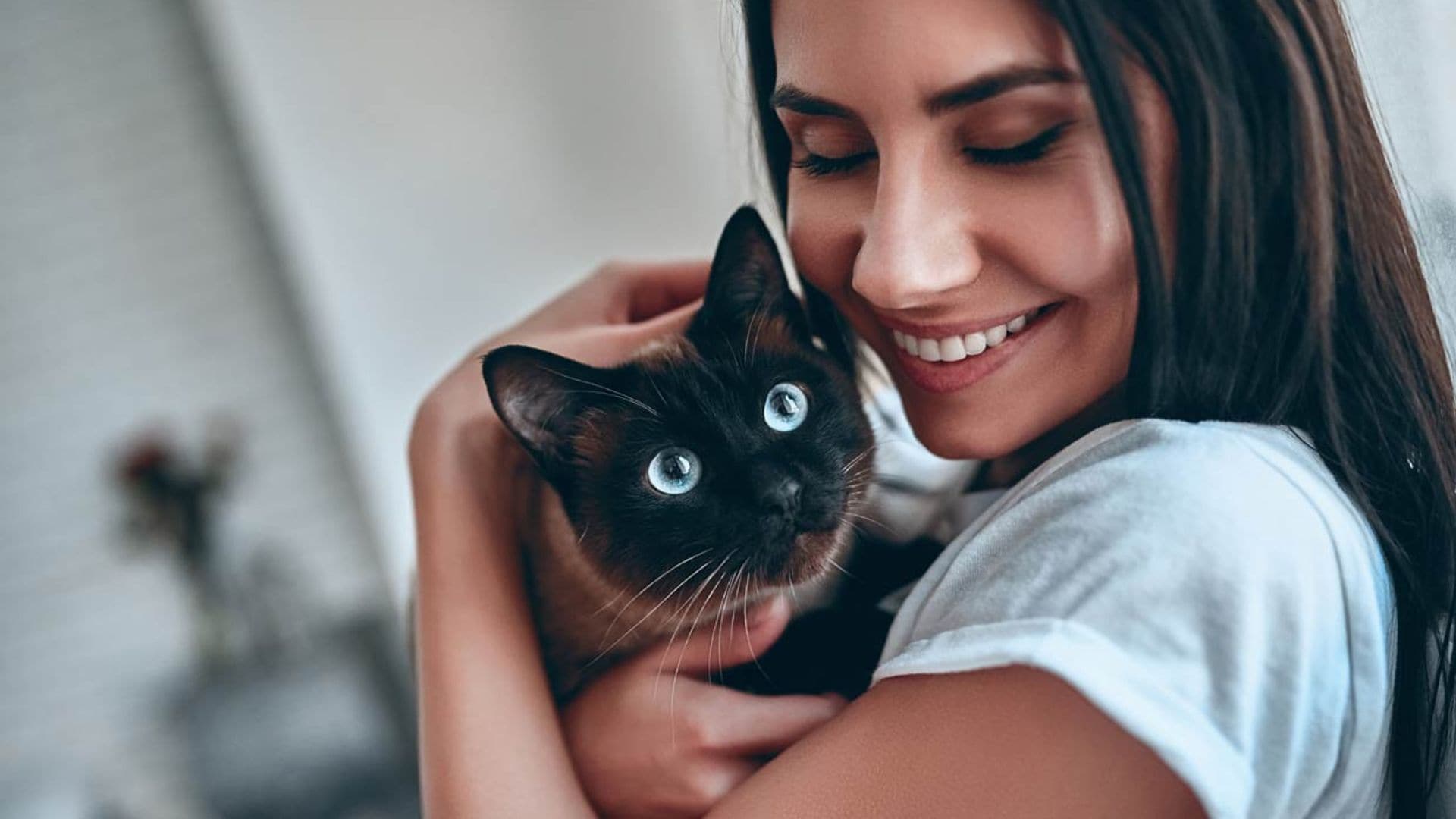 ¿Sabías que podemos aprender mucho de los gatos? Estas son sus lecciones
