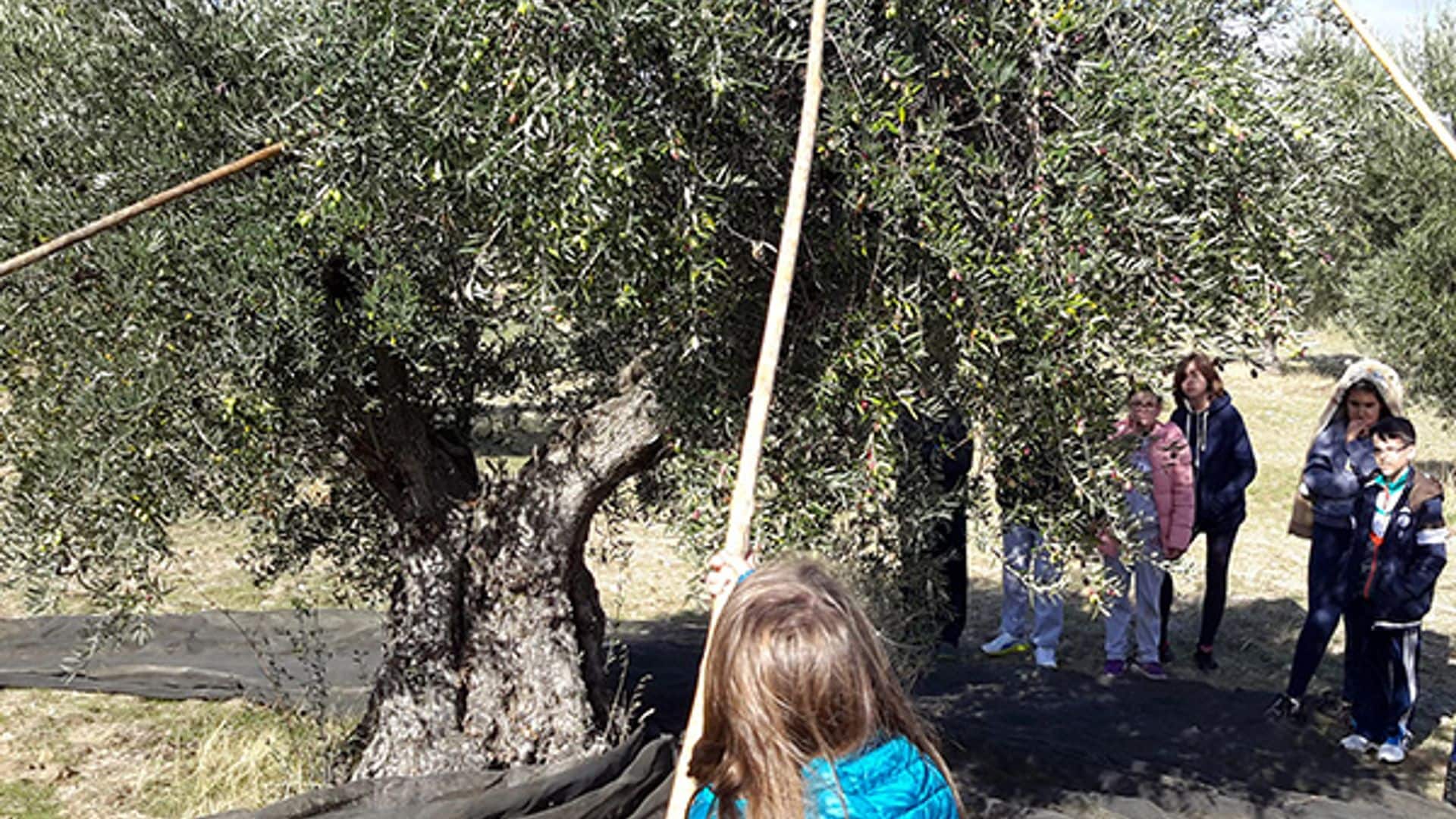 Niños vareando aceitunas