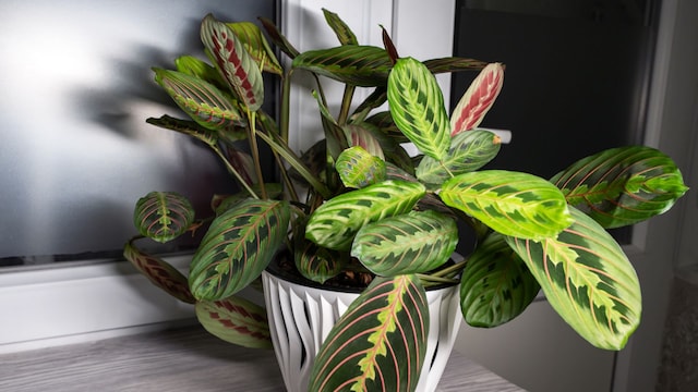 Maranta leuconera
