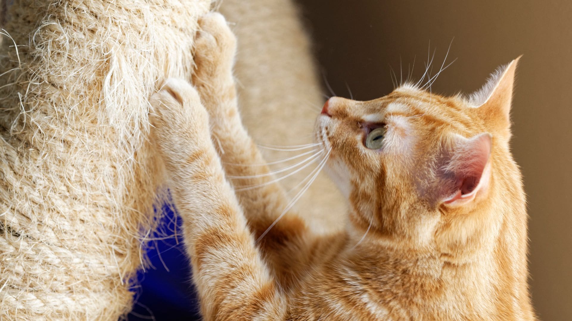 Trucos para que tu gato use el rascador
