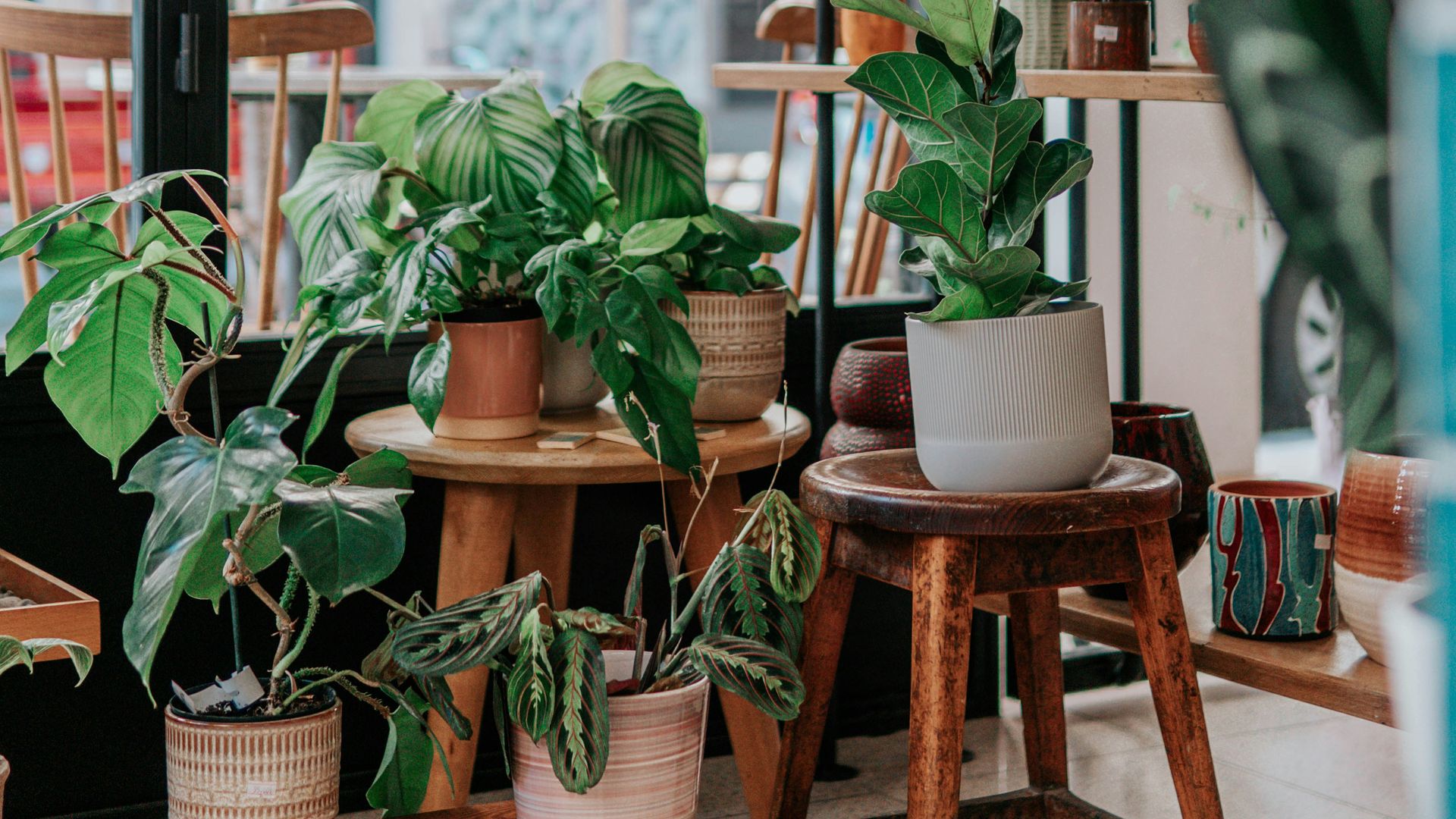 Cómo mantener tu casa fresca este verano con plantas de interior: cuidados y consejos de riego fáciles