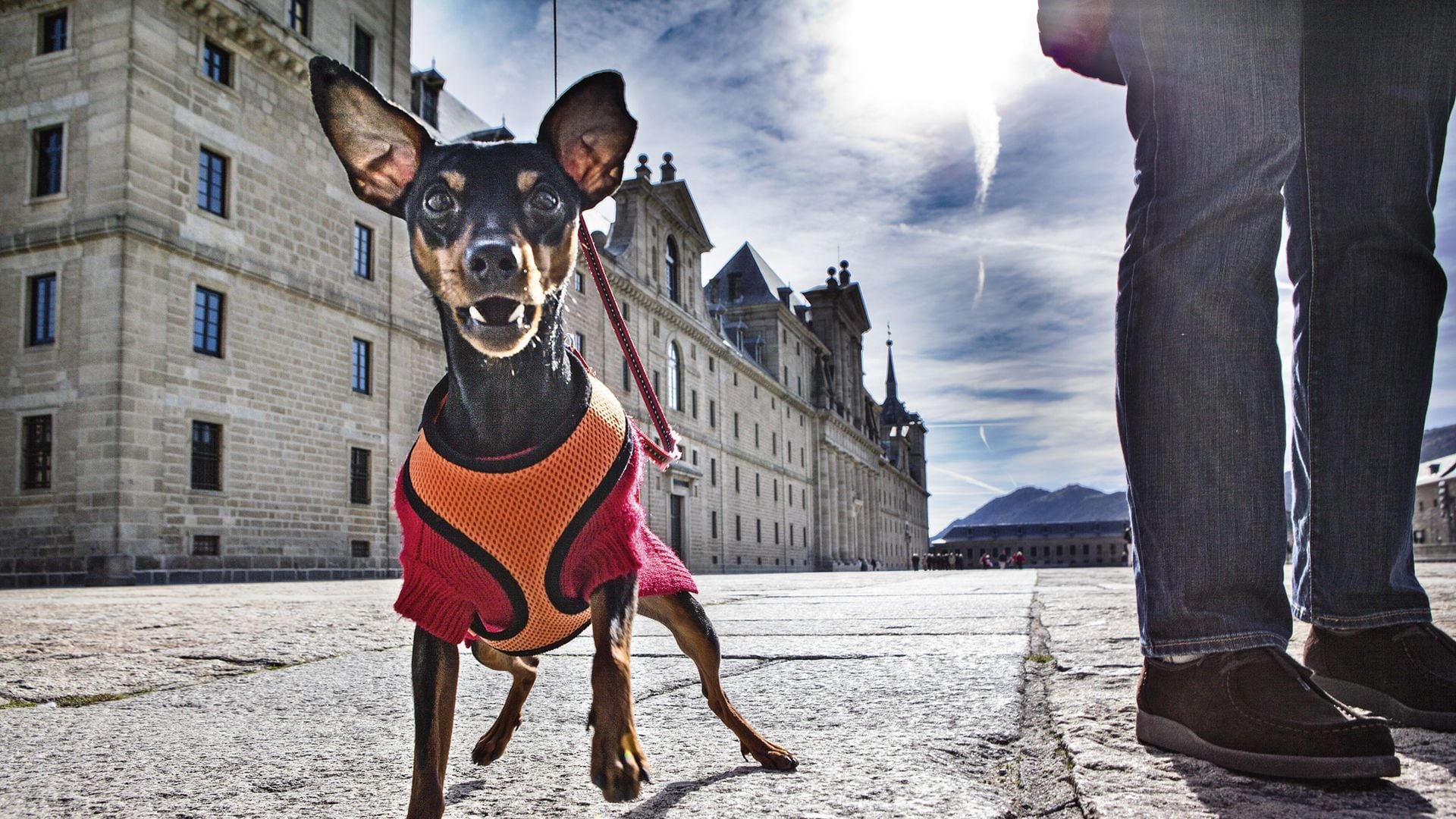 Un perro paseando por el monasterio de El Escorial